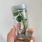 Syngonium Podophyllum Tissue Culture Plant 1 PCS.