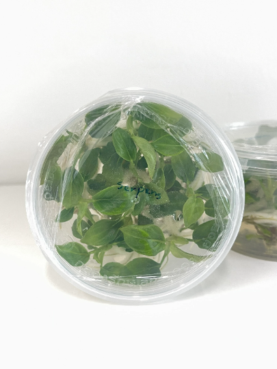 Philodendron Serpens Tissue Culture Plants 10 PCS.