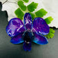 Real Orchid Flower Pendant, Preserved Resin Jewelry (Pin and Keychain Only)