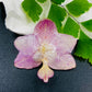 Real Orchid Flower Pendant, Preserved Resin Jewelry (Pin and Keychain Only)