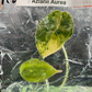 [Promotion] Alocasia Variegated , Azlalnii Albo - Aurea , Chantrieri Pink , Watsoninna Var Doff , Pink Dragon Var