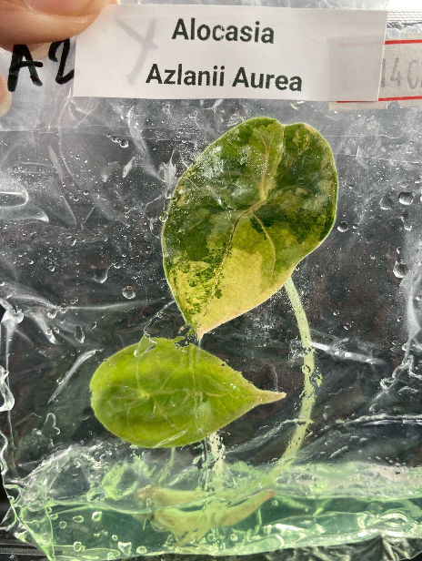 [Promotion] Alocasia Variegated , Azlalnii Albo - Aurea , Chantrieri Pink , Watsoninna Var Doff , Pink Dragon Var