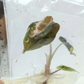 [Promotion] Alocasia Variegated , Azlalnii Albo - Aurea , Chantrieri Pink , Watsoninna Var Doff , Pink Dragon Var