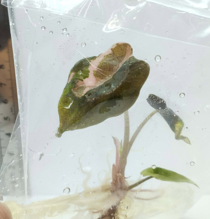 [Promotion] Alocasia Variegated , Azlalnii Albo - Aurea , Chantrieri Pink , Watsoninna Var Doff , Pink Dragon Var