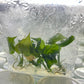 Philodendron Mcdowell Tissue Culture Plants 10 PCS.