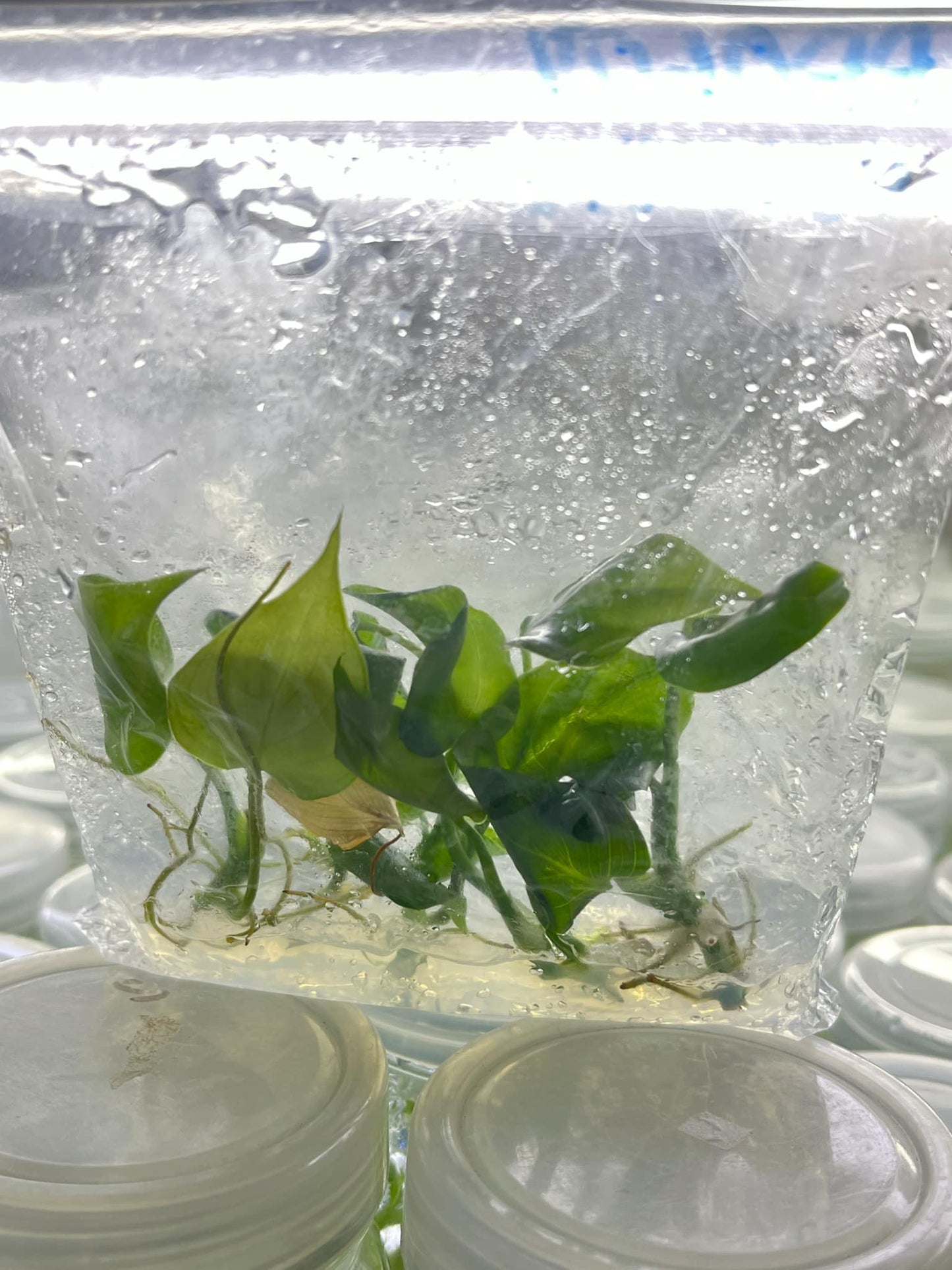 Philodendron Mcdowell Tissue Culture Plants 10 PCS.