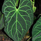 Anthurium Magnificum Tissue Culture Plants 10 PCS.