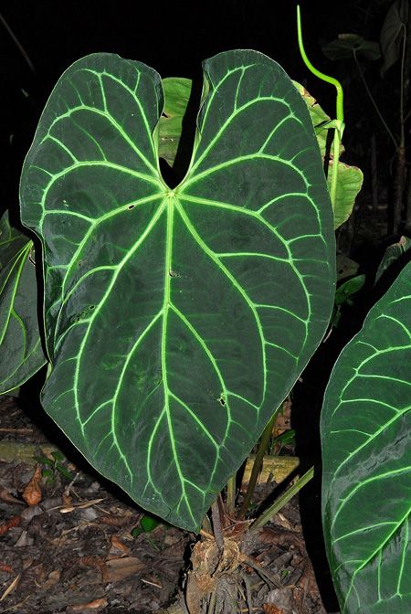 Anthurium Magnificum Tissue Culture Plants 10 PCS.