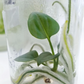 Anthurium Clarinervium Tissue Culture Plant 1 PCS.