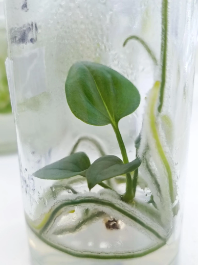 Anthurium Clarinervium Tissue Culture Plant 1 PCS.