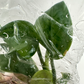 Monstera Pinnatipartita (Siam monstera) Tissue Culture Plants 5 PCS.