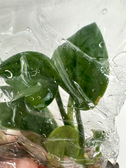 Monstera Pinnatipartita (Siam monstera) Tissue Culture Plants 5 PCS.