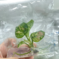 Aglaonema Tricolor Tissue Culture Plant 10 PCS.