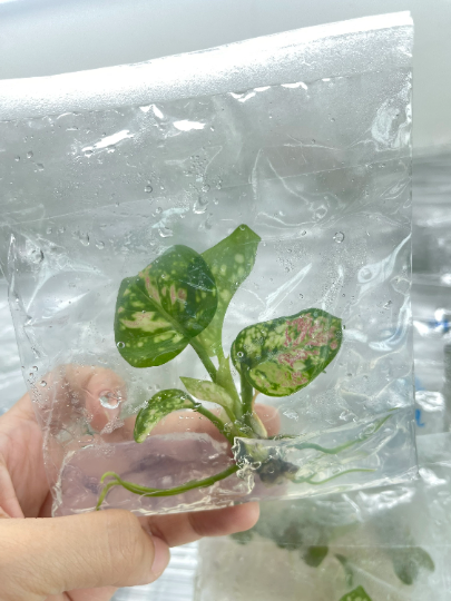 Aglaonema Tricolor Tissue Culture Plant 10 PCS.