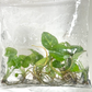 Syngonium Panda Tissue Culture Plants 5 PCS.