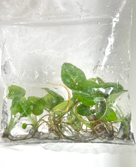 Syngonium Panda Tissue Culture Plants 5 PCS.