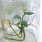 Anthurium Clarinervium Tissue Culture Plant 1 PCS.