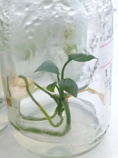 Anthurium Clarinervium Tissue Culture Plant 1 PCS.