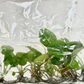 Syngonium Panda Tissue Culture Plants 5 PCS.