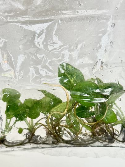 Syngonium Panda Tissue Culture Plants 5 PCS.