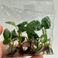 Monstera Pinnatipartita (Siam monstera) Tissue Culture Plants 5 PCS.