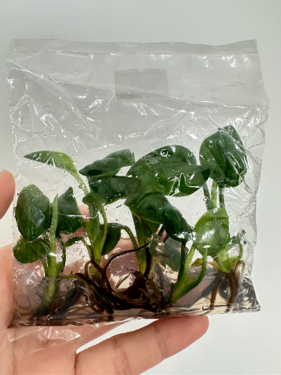 Monstera Pinnatipartita (Siam monstera) Tissue Culture Plants 5 PCS.