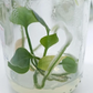 Anthurium Clarinervium Tissue Culture Plant 1 PCS.