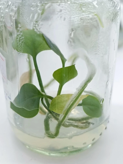 Anthurium Clarinervium Tissue Culture Plant 1 PCS.