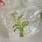 Aglaonema Tricolor Tissue Culture Plant 10 PCS.