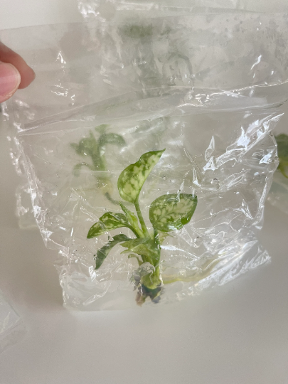 Aglaonema Tricolor Tissue Culture Plant 10 PCS.