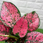 Aglaonema Khumkoon Tissue Culture Plant 1 PCS.