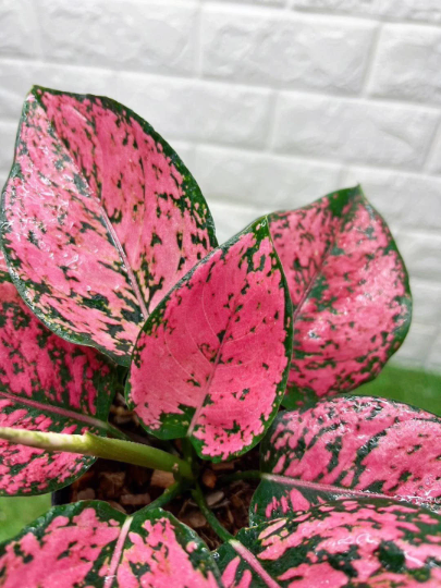 Aglaonema Khumkoon Tissue Culture Plant 1 PCS.