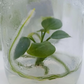 Anthurium Clarinervium Tissue Culture Plant 1 PCS.