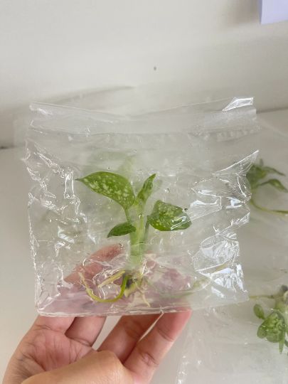 Aglaonema Tricolor Tissue Culture Plant 10 PCS.