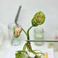 Aglaonema Khumkoon Tissue Culture Plant 1 PCS.