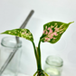 Aglaonema Khumkoon Tissue Culture Plant 1 PCS.