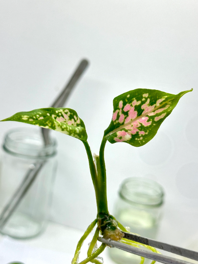 Aglaonema Khumkoon Tissue Culture Plant 1 PCS.