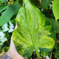 Alocasia Cucullata Tissue Culture Plant 10 PCS.