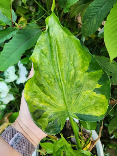 Alocasia Cucullata Tissue Culture Plant 10 PCS.