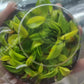 Philodendron Yellow Flame Tissue Culture Plant 5 PCS.