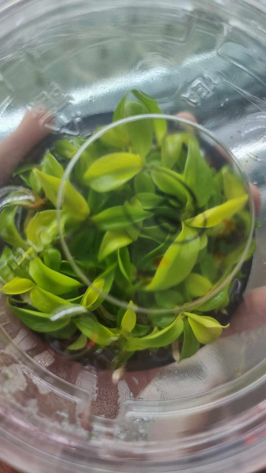 Philodendron Yellow Flame Tissue Culture Plant 5 PCS.