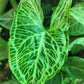 Syngonium Batik Tissue Culture Plant 1 PCS.