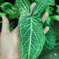 Syngonium Batik Tissue Culture Plant 1 PCS.