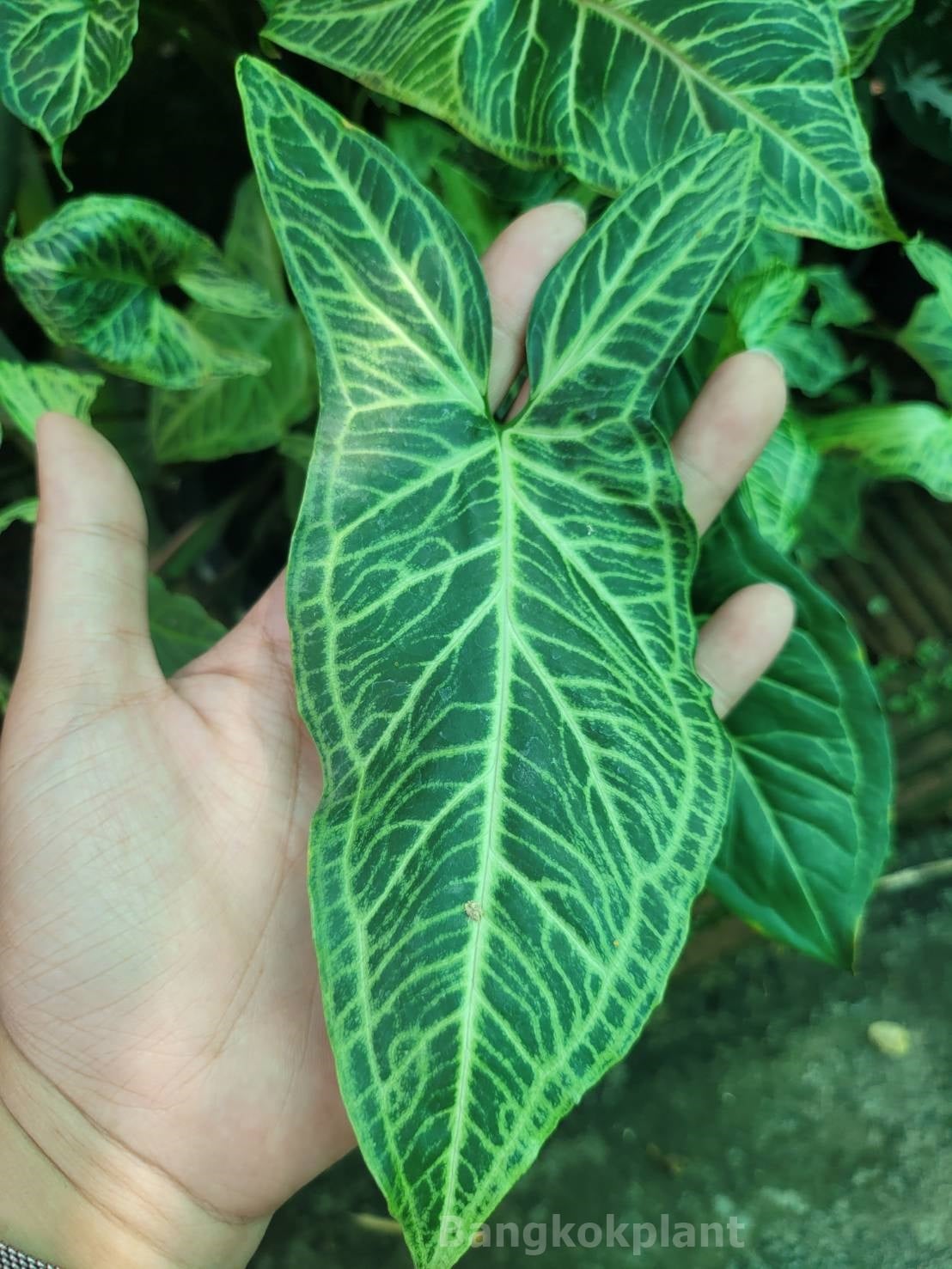 Syngonium Batik Tissue Culture Plant 1 PCS.