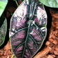 Alocasia Azlanii Tissue Culture Plants 10 PCS.