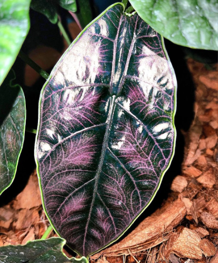 Alocasia Azlanii Tissue Culture Plants 10 PCS.