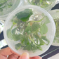 Aglaonema Pictum Tricolor Tissue Culture Plants 10 PCS.