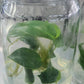 Philodendron Billienum H (billietiae X pastazanum) Tissue Culture Plant 1 PCS.