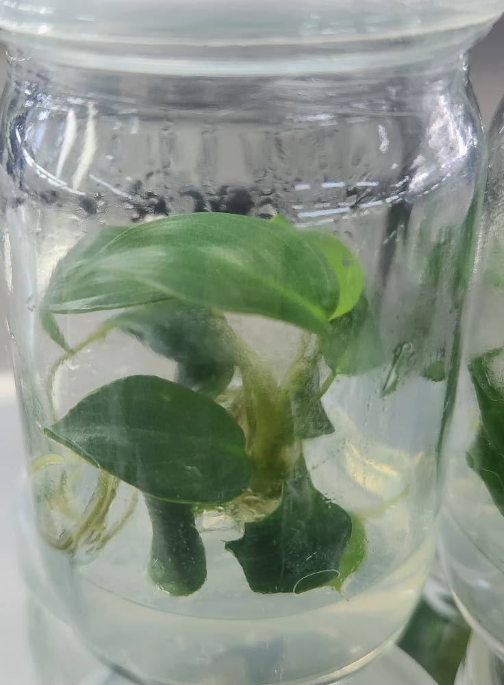 Philodendron Billienum H (billietiae X pastazanum) Tissue Culture Plant 1 PCS.