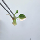 Syngonium Strawberry Ice Tissue Culture Plants 1 PCS.